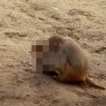 【閲覧注意】動物園で “ヤバ過ぎるモノ” 見ちゃったんだけど･･･。