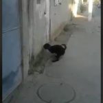 犬のオ●ニーって初めて見たけどクソワロタｗｗ