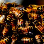 ミツバチの大群に襲われる映像怖すぎ。。これは死んだか･･･？