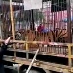 【閲覧注意】トラを閉じ込めた檻に “手を入れる” とか頭悪すぎるだろ･･･。