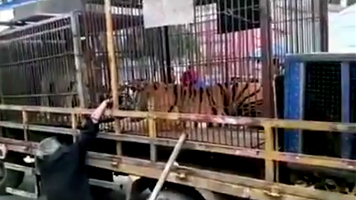 【閲覧注意】トラを閉じ込めた檻に “手を入れる” とか頭悪すぎるだろ･･･。