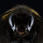 ベテラン業者「20年やっててこんなに大きなスズメバチの巣は見たこと無い･･･」