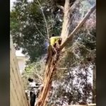 【閲覧注意】最初から嫌な予感しかしない伐採の映像がまさかの展開。