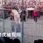 サーカスのトラ、檻から飛び出し観客を襲ってしまう。