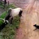 「2匹の犬」 v.s 「1頭の牛」、悲惨な結果に･･･。