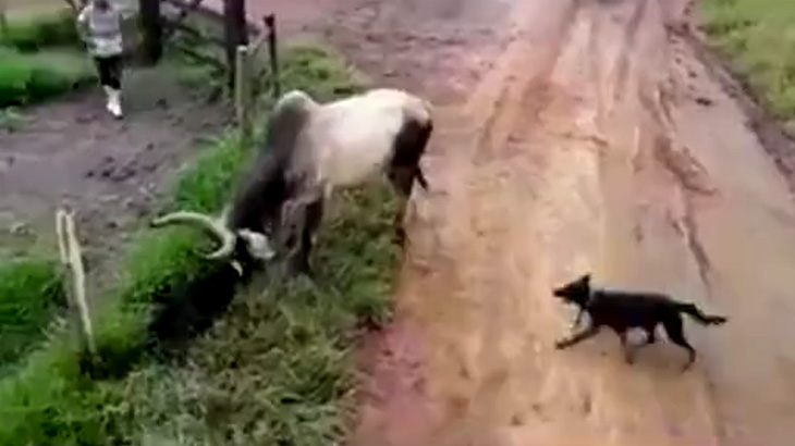 「2匹の犬」 v.s 「1頭の牛」、悲惨な結果に･･･。