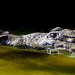 川岸をピョンピョンはねる魚を撮影してた女性、クロコダイルに襲われる。