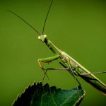 【閲覧注意】カマキリが “ハチを食べる様子” を高画質で。