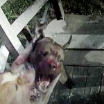 放し飼いされたピットブル、近隣の犬を殺しにかかる。