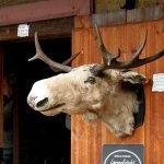 【閲覧注意】ヘラジカの頭を “キレイにする” ために沸騰した鍋に入れた結果･･･。