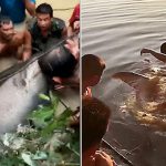 【衝撃映像】伝説の “巨大ナマズ” の生け捕りに成功。