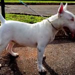 【閲覧注意】なんでも食べちゃう飼い犬、胃の中を開いてみると･･･。