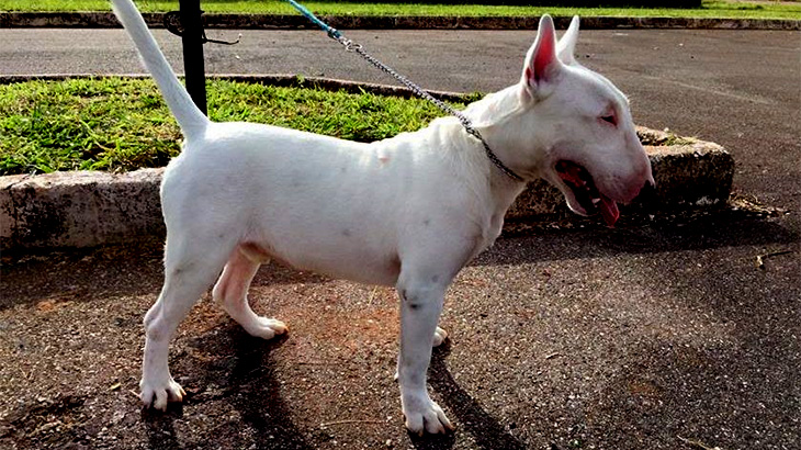 【閲覧注意】なんでも食べちゃう飼い犬、胃の中を開いてみると･･･。