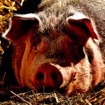 【閲覧注意】とある村の “夕飯の準備” 。豚の首を一刀両断。
