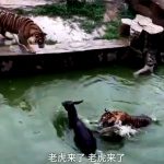中国の動物園、トラの檻に “生きているロバ” を投げ入れて問題に。