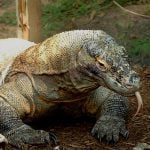 コモドオオトカゲが “とんでもない生き物” を丸呑みする動画に世界中が驚愕。