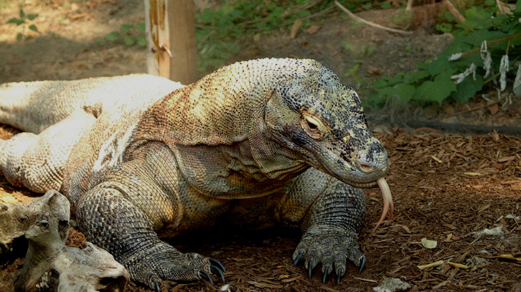コモドオオトカゲが “とんでもない生き物” を丸呑みする動画に世界中が驚愕。