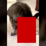 【閲覧注意】猫に寄生したワーム、肛門から大量に飛び出してしまうグロ動画･･･。