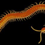 【閲覧注意】このムカデを見たら絶対に触らないでください。