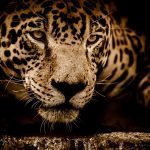 【閲覧注意】”野生の捕食者” に襲われたら “飼い犬” はひとたまりもない。