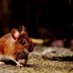 インド人の男、”中国人の虐待方法” をリスペクトしてしまう。