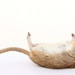 ネズミさん、”死んだふり” メチャクチャ上手かった。