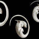 【衝撃映像】ニュージーランドで “エイリアンの赤ちゃん” が発見される。