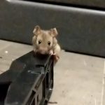 捕まえたネズミを処分するグロ動画、”やり方がエグい” と批判の声。