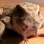 【捕食動画】ペットのオオトカゲにネズミあげてみた。
