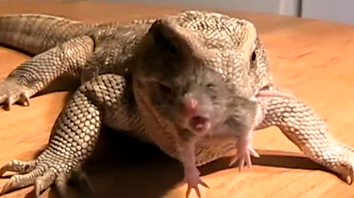 【捕食動画】ペットのオオトカゲにネズミあげてみた。