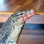 【捕食動画】オオトカゲの捕食シーン、思いのほかグロかった･･･。