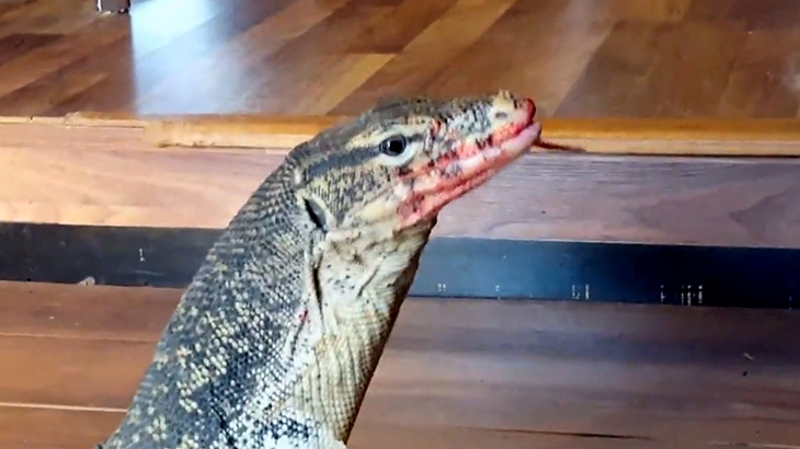 【捕食動画】オオトカゲの捕食シーン、思いのほかグロかった･･･。