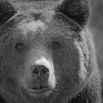 【閲覧注意】”クマを檻に入れるレクリエーション” で腕を引き裂かれたグロ動画。