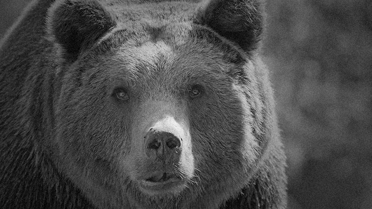 【閲覧注意】”クマを檻に入れるレクリエーション” で腕を引き裂かれたグロ動画。