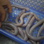 釣り餌に使われるサンドワーム、中国では立派な食材。