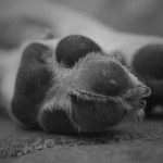 【閲覧注意】犬が “ゆっくり死んでいく” 様子なんて見ていられない･･･。