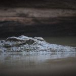 クソガキ「ワニに子犬食わせようぜｗｗ」→ 炎上。