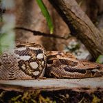 飼い犬の姿が見えない → ヘビに食われてた･･･。