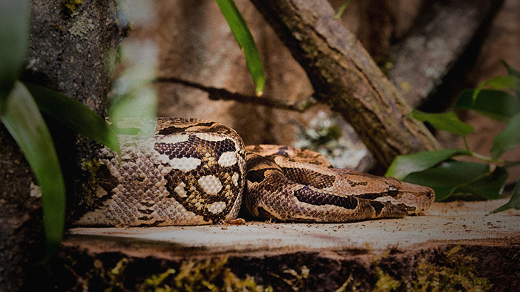 飼い犬の姿が見えない → ヘビに食われてた･･･。