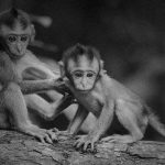 【閲覧注意】死んだ猿が妊娠していたのでその場で帝王切開。