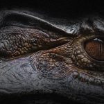 【閲覧注意】超巨大ワニの “腹を裂いて” 出てきたものは･･･。