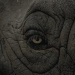 【閲覧注意】ゾウの検死のため、”胃の中” に入り込むグロ動画。