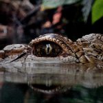 【閲覧注意】川を泳ぐワニが何か咥えてる → 近づいてみてみると･･･。