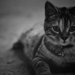 【胸クソ】たった6秒で大炎上した “動物虐待” 動画。