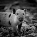 【閲覧注意】中国で行われる “恐ろしい写真コンテスト” をご覧ください･･･。