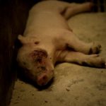 【閲覧注意】イギリスの養豚場、”あまりにも劣悪” なその環境･･･。