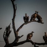 【超！閲覧注意】チベットに残る鳥葬文化。人間の肉を “削ぎ落とす” グロ動画。