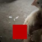 この “ニワトリのチ●コ” よりも小さいやつおる？ｗｗ