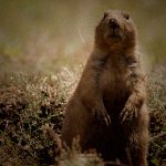 【閲覧注意】プレーリードッグのハンティング、スローで見るとめっちゃグロイ･･･。