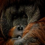 【ナニコレ】動物園のオランウータン、”飼育員の手” でオ●ニー。